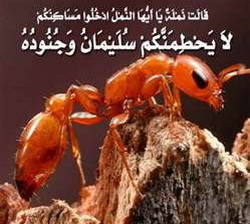 Le Noble Coran et la communication des fourmis