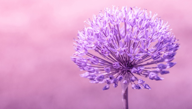 Lappel  la vertu : gardienne de la foi et rempart de la socit