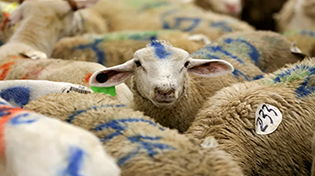 الأضحية فضلها وأحكامها 