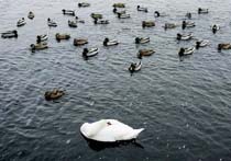 EU Urges Measures to Keep Domestic Animals away from Birds 