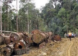 Indonesia declares logging halt 