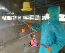 WHO Warns of Possible Birdflu Contagion between Humans