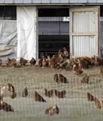 Deadly Strain of Texas Bird Flu Spreads