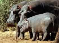 Many Dead in Ugandan Clashes