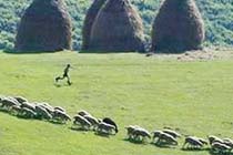 Two Serbs Shot Dead in Southern Kosovo